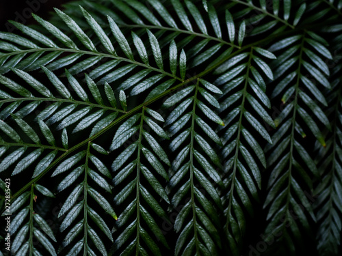 Artistic and graphic closeup picture of fern foliage pattern  retro effect  Blue Mountains Australia