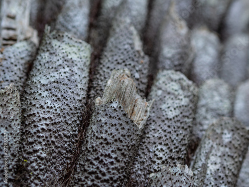 Detail of the bark of a tropical tree