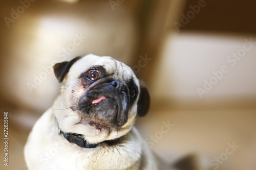 pug on a blue background © Hatice
