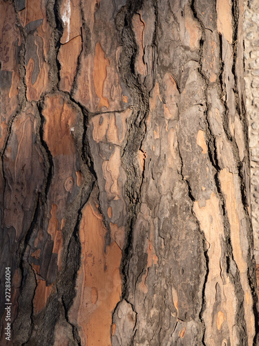 Details of a pine tree bark