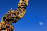 Decaying saguaro cactus in sonoran desert in Arizona, USA. Cear blue sky with a distant half moon at the backdrop. 