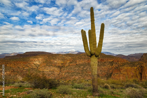 Scenic Arizona USA Landscape, snow covered four peaks mountain at the backdrop, mighty tall saguaro in the foreground. Desert Landscape/ Southwest Cactus/ Landscape with cactus. Canyon lake area.