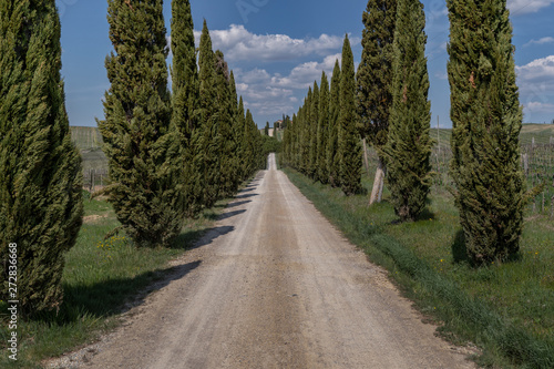 Cypress road in tuscany italy