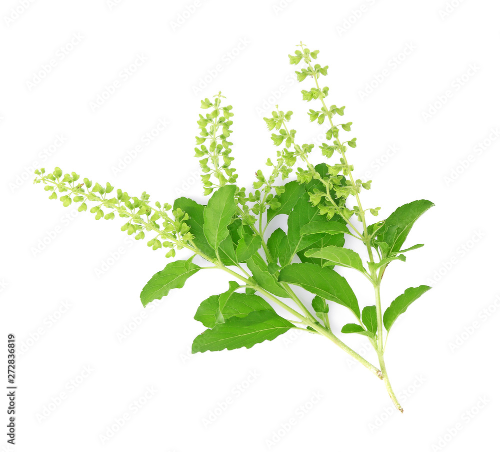 Naklejka premium Holy Basil,Ocimum sanctum isolate on white background