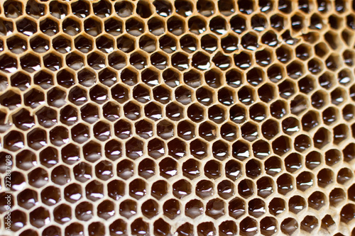Background texture and pattern - honeycomb filled with honey by bees