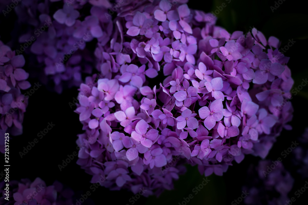 Fototapeta premium Hydrangea flowers in garden, Closeup