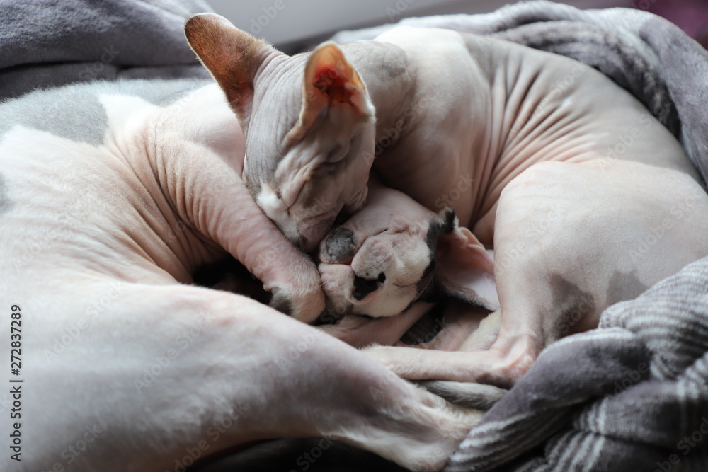 Cats are our pets friends and thes is our family Cats are our pets friends and thes is our family
