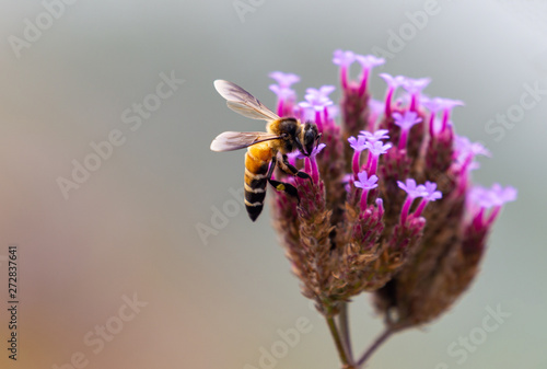Closeup bee seeking food on verbena flower , pink flower blooming on the mountain. © Petch A Ratana