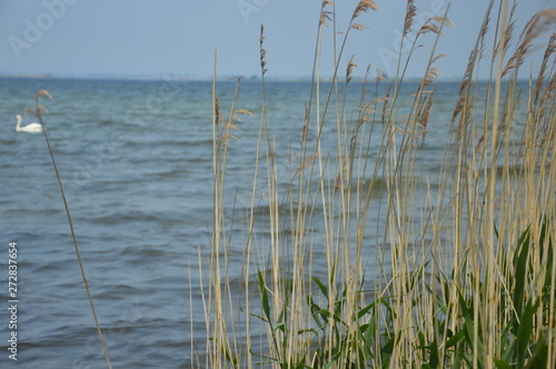 Schilf mit Seeblick