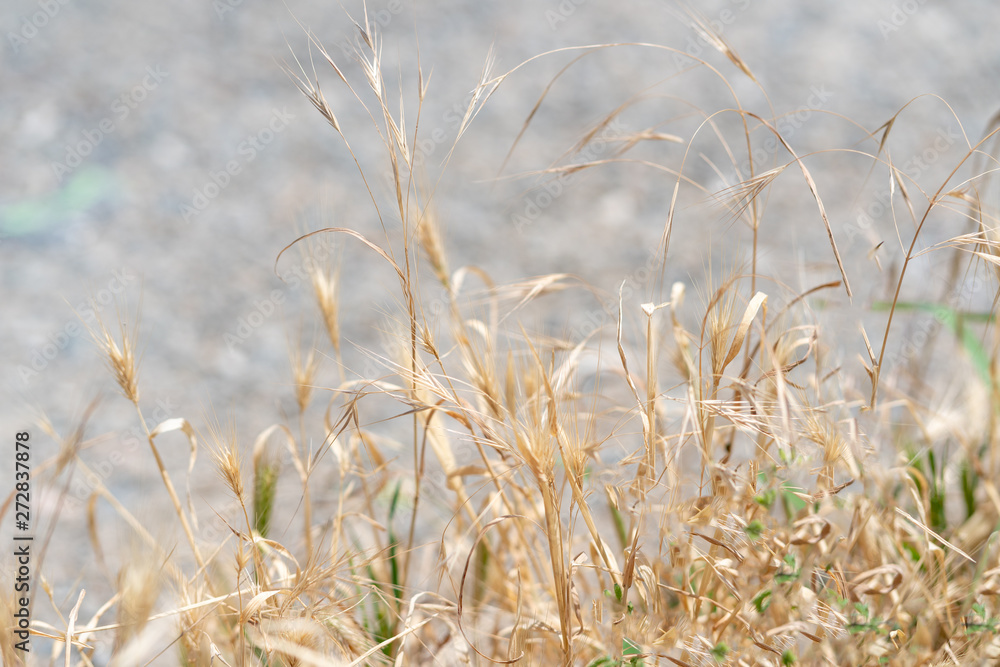 Fototapeta premium sun-dried grass by the side of the road