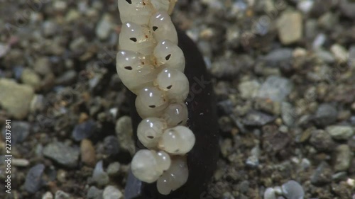 Cockroach eggs hatch 1160 5