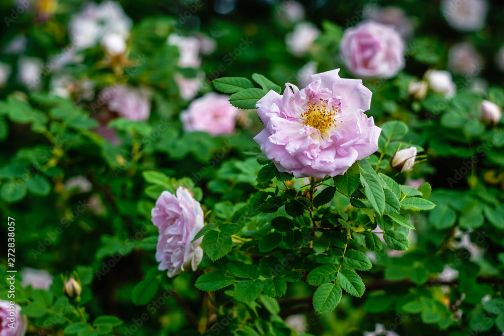 pink roses on green leaves background