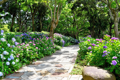 Fototapeta Naklejka Na Ścianę i Meble -  伊豆下田の紫陽花