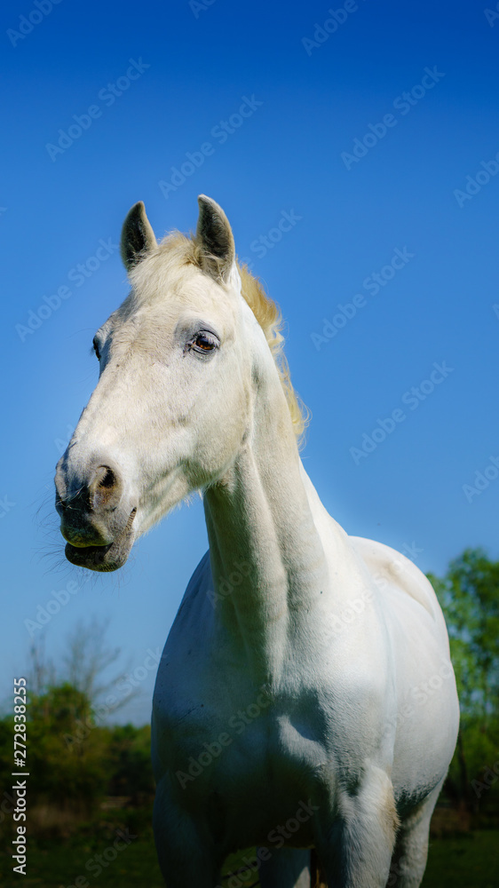 Chevaux Chevaux