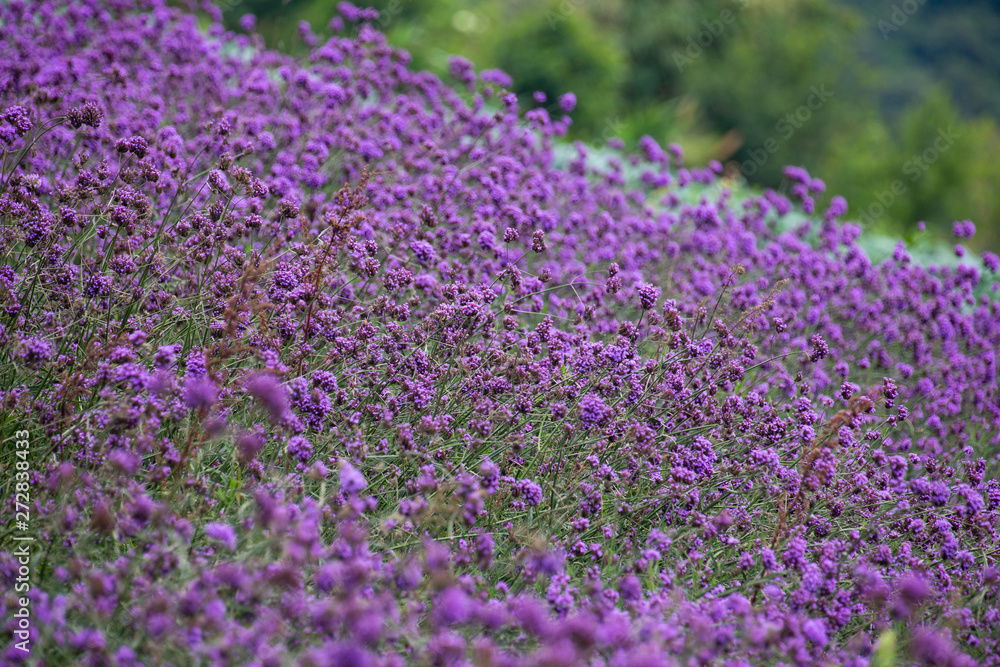 Obraz premium Verbena field , pink flower blooming on the mountain.