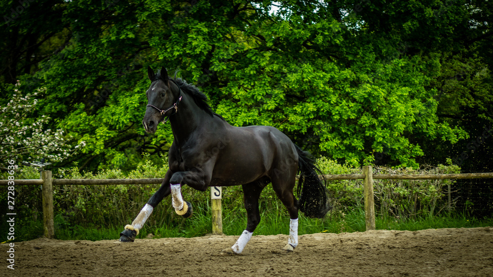 Chevaux Chevaux