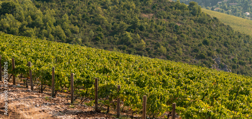 Panorama of the vineyard on the mountain. Wine making industry 