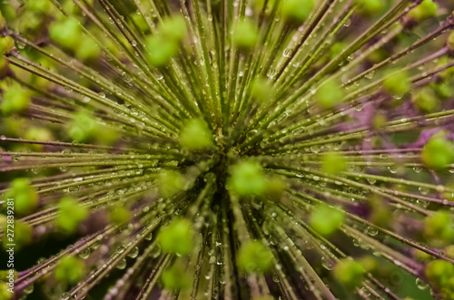Abstract green background, selective focus. Dew on the plant, water drops after rain. decorative inflorescence Allium, Decorative blooming garlic close up © Valerii