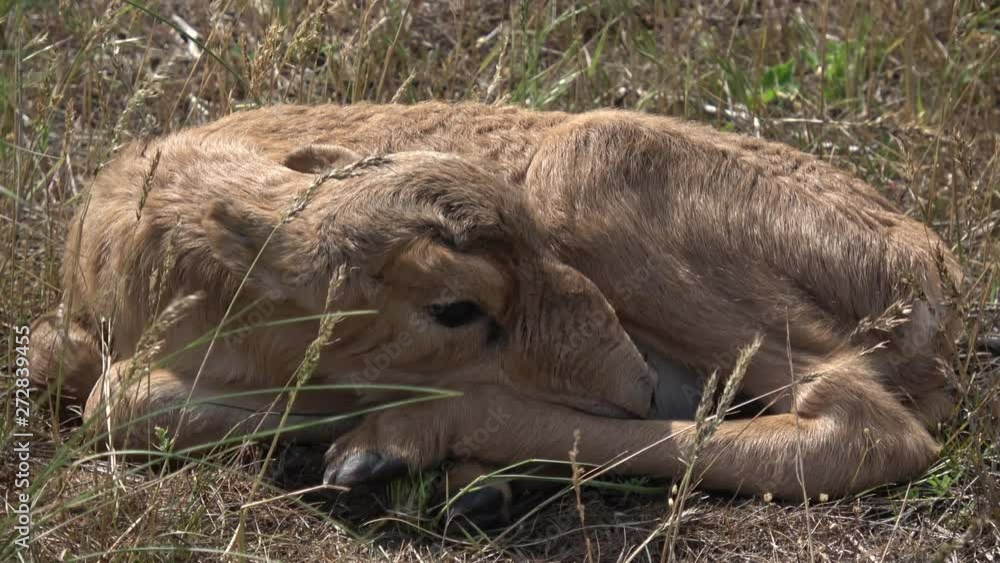 Kalmykia. Steppe. Newborn baby saiga. Kalmykia. Steppe. Newborn baby saiga.
