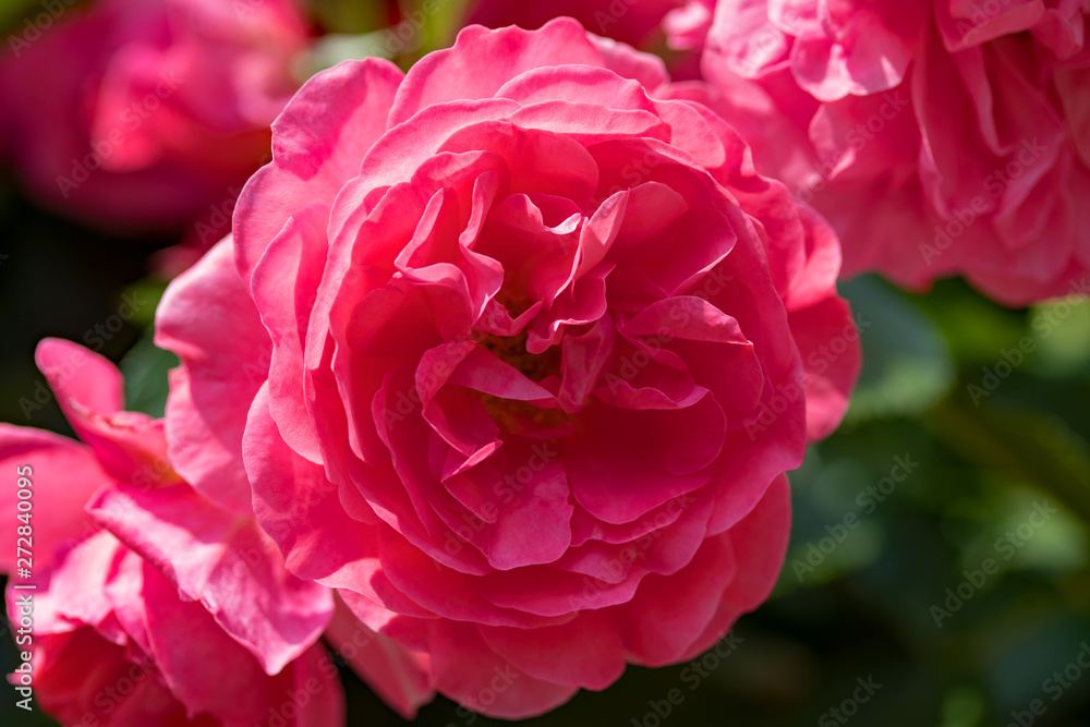 pinke Rose im Garten pinke Rose im Garten
