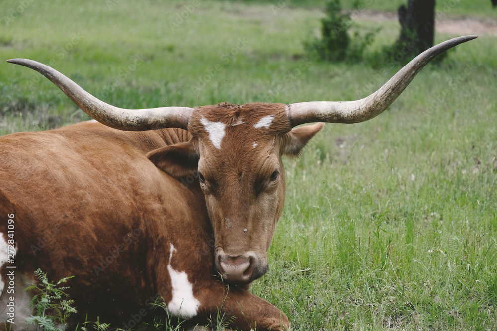 Texas Longhorn cow relaxing close up with rural field in background. Texas Longhorn cow relaxing close up with rural field in background.