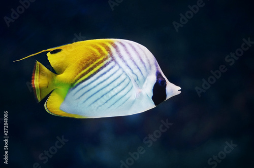 Threadfin Butterflyfish in Saltwater Aquarium. White yellow tropical striped fish underwater photo photo