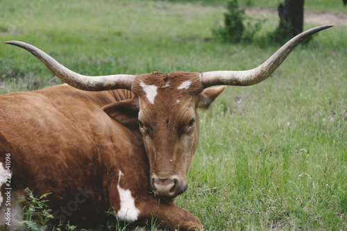 Texas Longhorn cow relaxing close up with rural field in background.