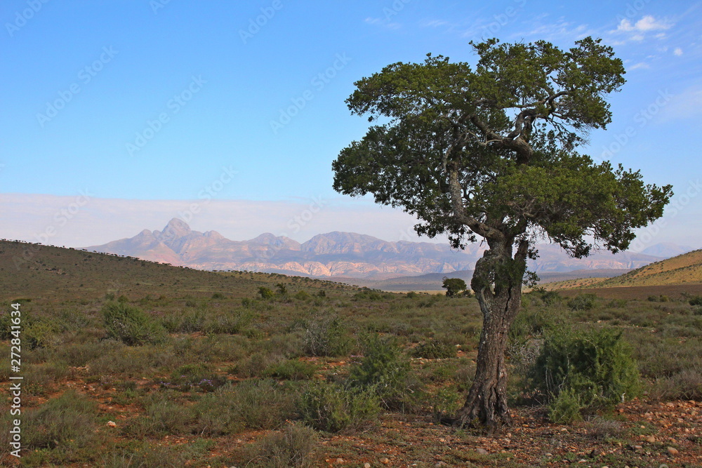 Indigenous Gwarrie tree in foreground and mountains in background, showing typical southern Karoo landscape, South Africa. Indigenous Gwarrie tree in foreground and mountains in background, showing typical southern Karoo landscape, South Africa.