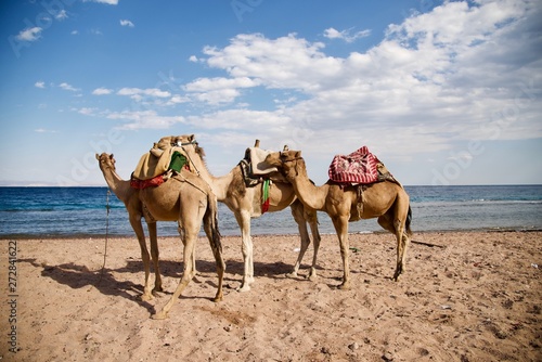 Camels on the beach in Egypt