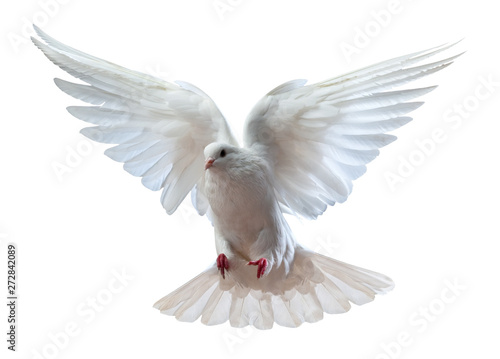 Fotografie A free flying white dove isolated