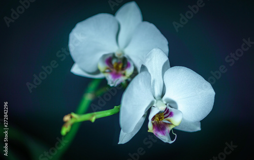 fleur