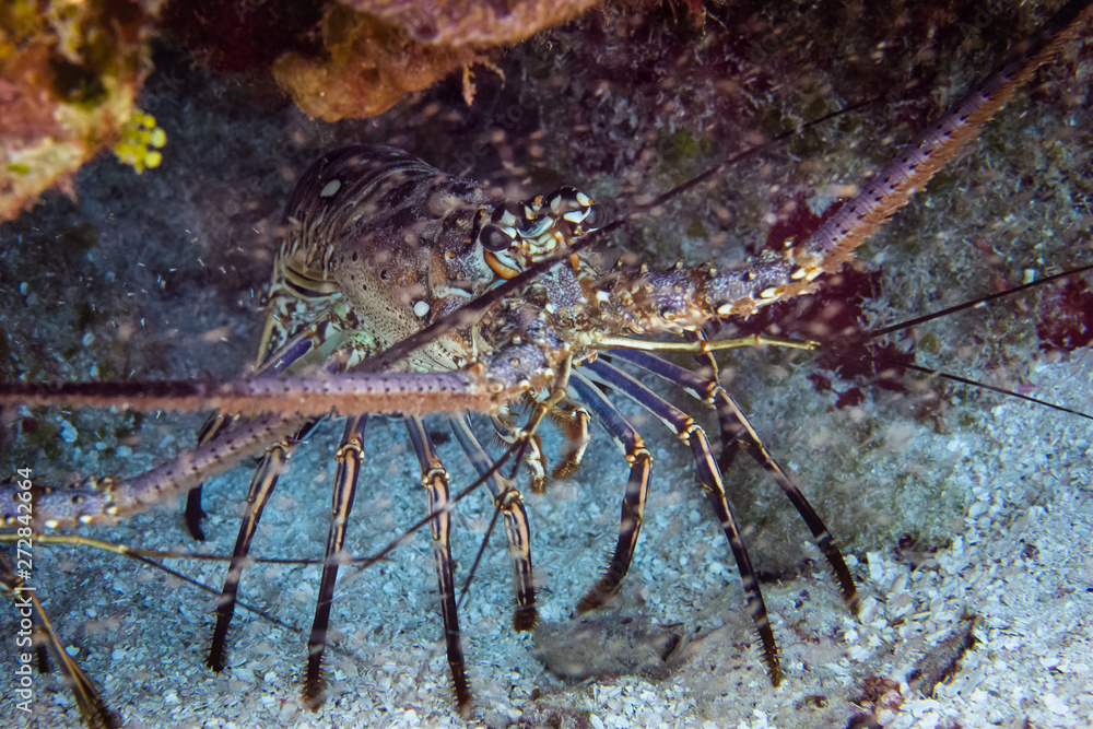 Carribean lobster, Cozumel, Mexico Carribean lobster, Cozumel, Mexico