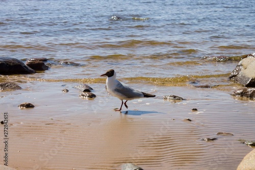 Чайка на пляже