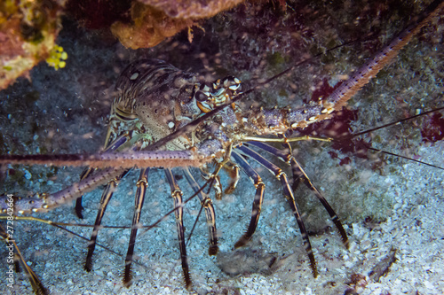 Carribean lobster, Cozumel, Mexico