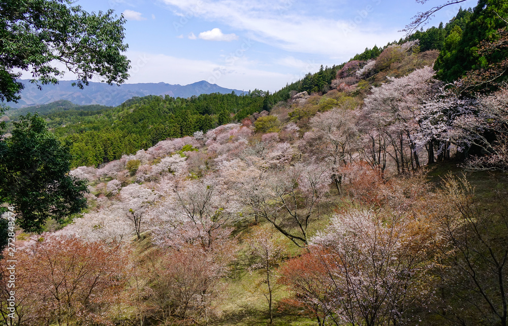 Cherry blossom at spring time in Kyoto, Japan Cherry blossom at spring time in Kyoto, Japan