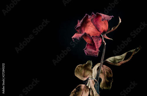 Φωτογραφία Roses withered on black ground.