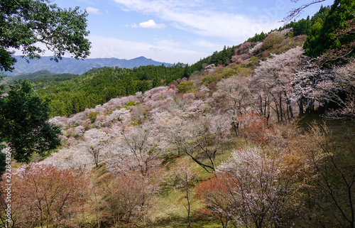 Cherry blossom at spring time in Kyoto, Japan