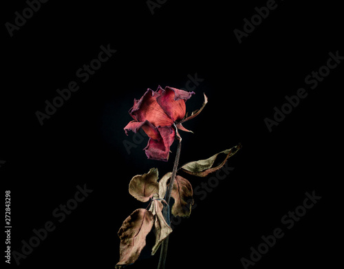Fotografie, Obraz Roses withered on black ground.