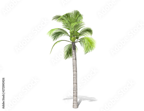 3D rendering - A tall palm tree isolated over a white background. Suitable for use in architectural design or Decoration work. Used with natural articles both on print and website  3D illustration.