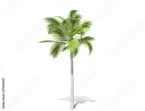 3D rendering - A tall palm tree isolated over a white background. Suitable for use in architectural design or Decoration work. Used with natural articles both on print and website  3D illustration.