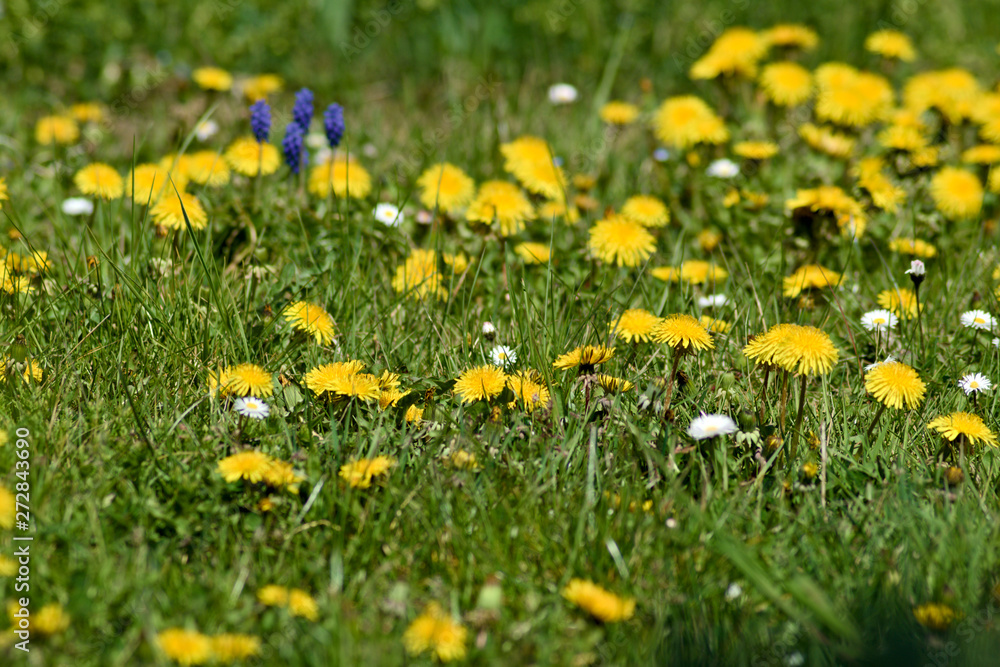 Dandelions in spring