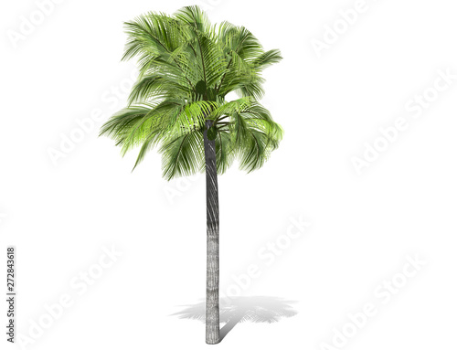 3D rendering - A tall palm tree isolated over a white background. Suitable for use in architectural design or Decoration work. Used with natural articles both on print and website  3D illustration.