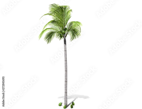 3D rendering - A tall palm tree isolated over a white background. Suitable for use in architectural design or Decoration work. Used with natural articles both on print and website  3D illustration.