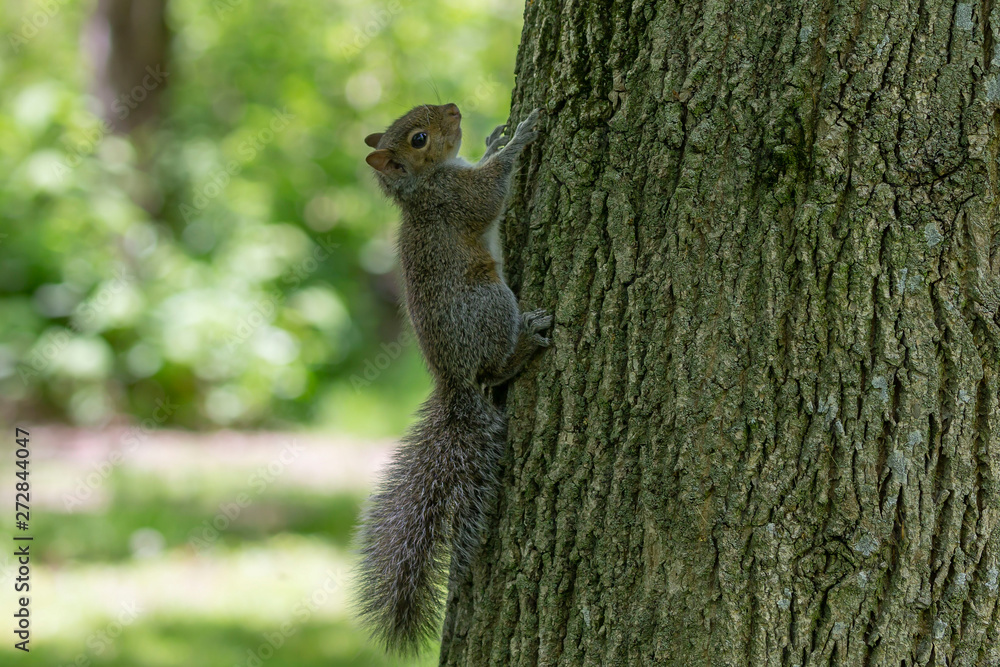 Young Eastern gray squirrels ( Sciurus carolinensis) looking for food in park Young Eastern gray squirrels ( Sciurus carolinensis) looking for food in park