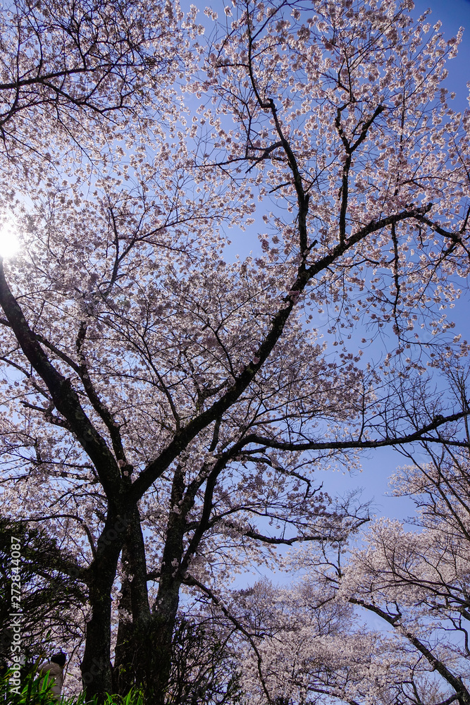 Cherry blossom at spring time in Kyoto, Japan Cherry blossom at spring time in Kyoto, Japan