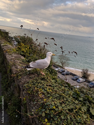 Seagull on the seafront