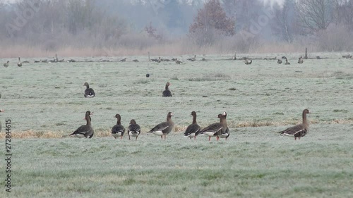 wild geese looking on the field for food in winter