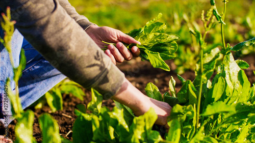Farmer man tears sorrel green fresh leaves from the beds, rips off stems and collects the leaves in a bunch in his hand, closeup.