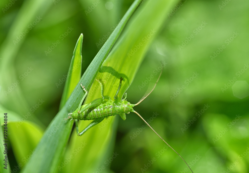 Green grasshopper's in the grass. Green grasshopper's in the grass.