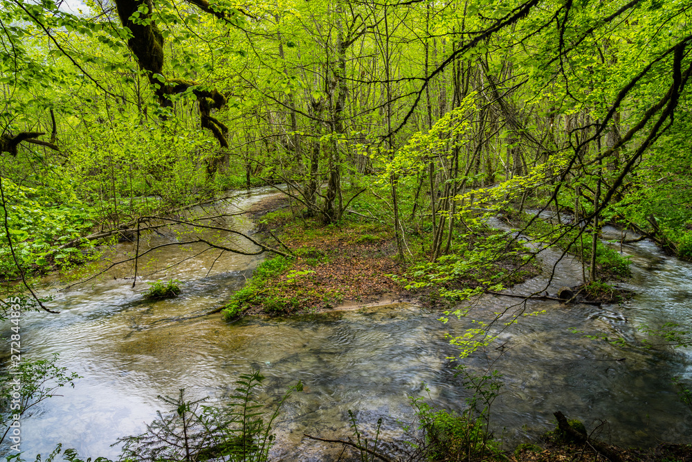 Montenegro, Crystal clear water of river system flowing through green virgin forest or rain forest of biogradska gora national park Montenegro, Crystal clear water of river system flowing through green virgin forest or rain forest of biogradska gora national park